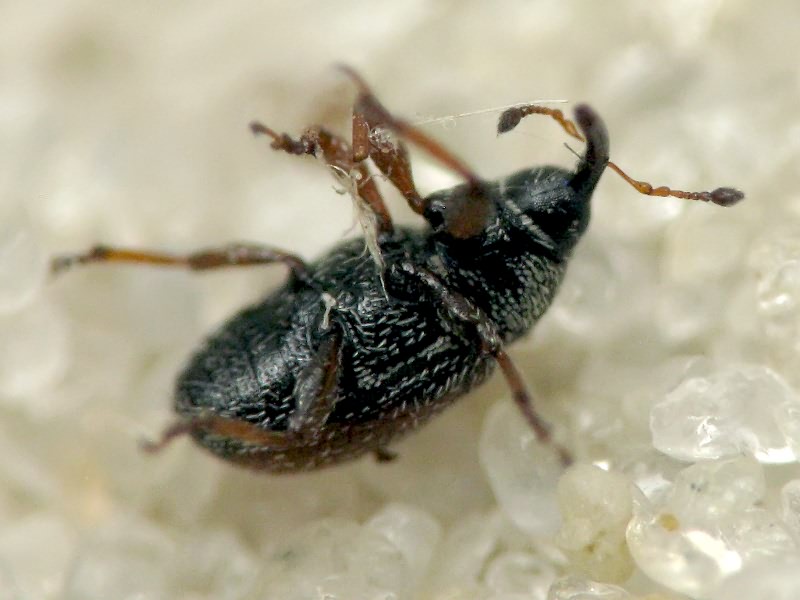 Mecinus plantaginis (Eppelsheimer, 1875)